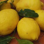 ricette con limone procida